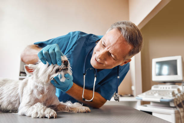 Best Emergency Dental Surgery in Glenside, PA